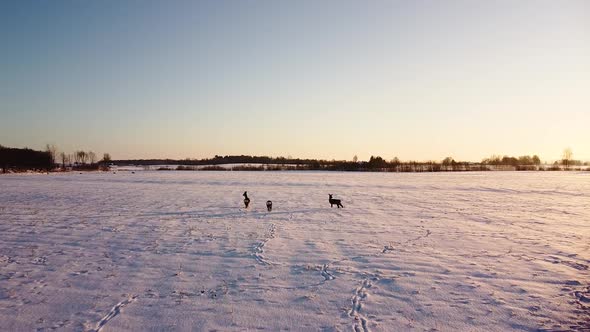 Aerial birdseye view at European roe deer (Capreolus capreolus) group standing on the snow covered a