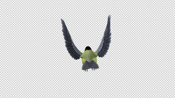 Yellow Titmouse Bird - Flying Loop - Back View alt