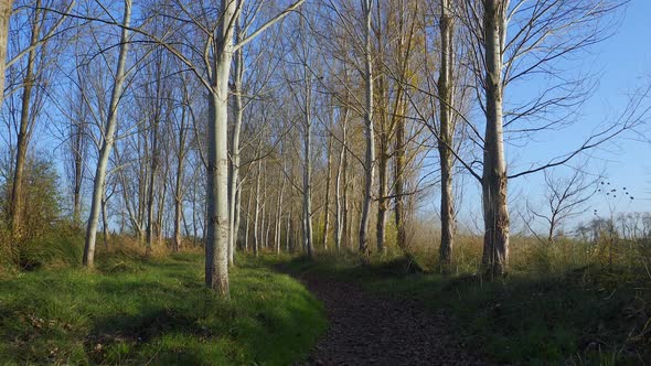 Nice views of the forest at sunset