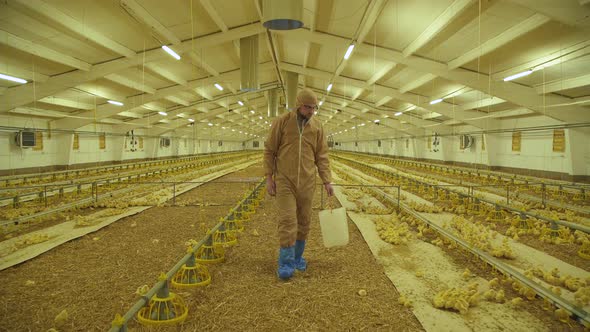 Farmer Controlling the Process of Chicken Growing on Poultry Farm