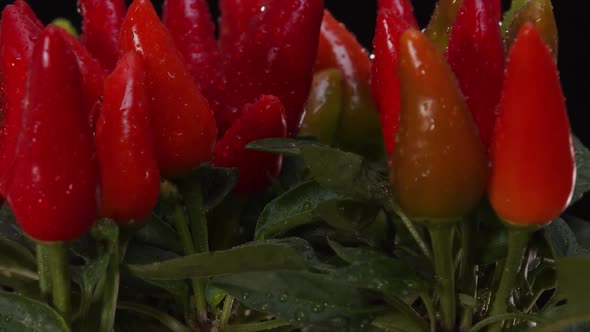 Red Chili Peppers on a Bush in Drops of Water on a Black Background.