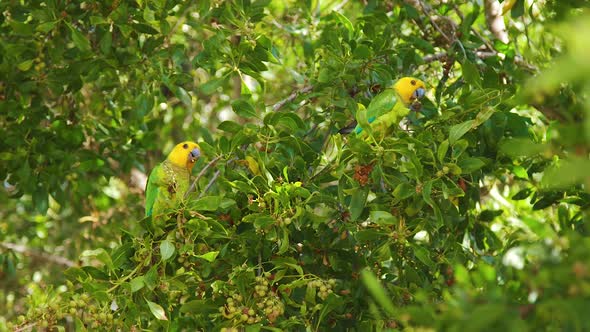 Pair Of Beautiful Brown-throated Parakeets Sitting And Eating On The Branches Of A Tree In Bonaire.