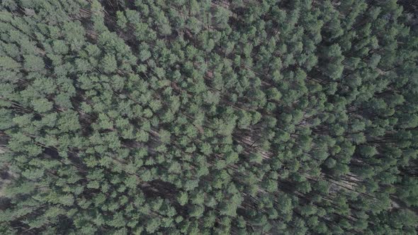 Green Pine Forest By Day Aerial View