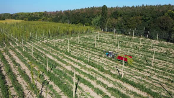 Workers Harvest Hops in the Field Aerial View
