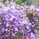 Purple Chinese Wisteria Flower - VideoHive Item for Sale