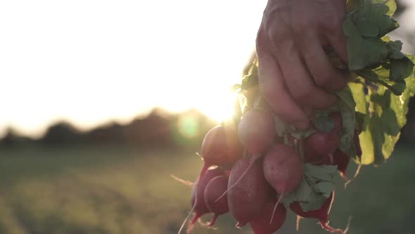 Organic Vegetables. Farmer Hands With Freshly Harvested Vegetables