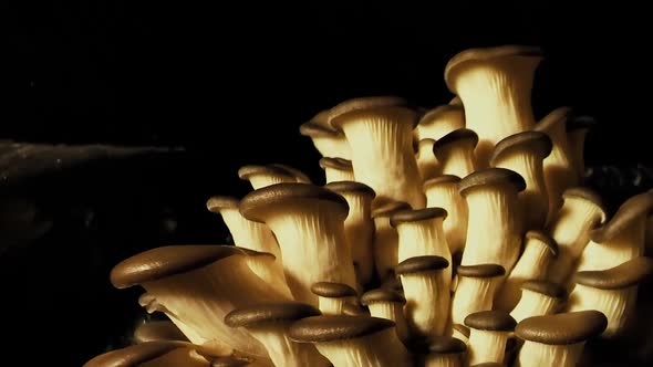 Oyster mushrooms time lapse. Healthly food. Edible mushrooms background.