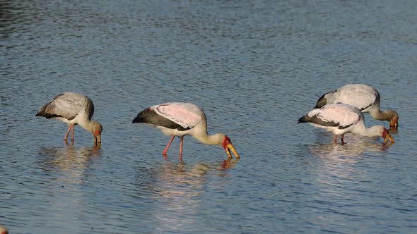 Foraging Yellow Billed Storks - Kruger National Park