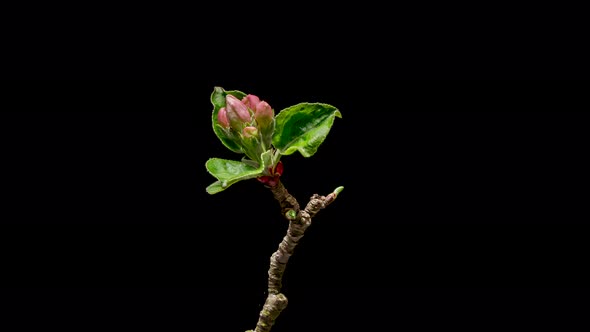 Time Lapse of Flowering Apple Tree Flowers