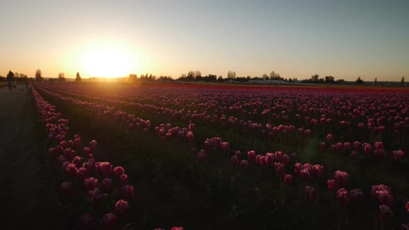 A beautiful sunset over a field of tulips