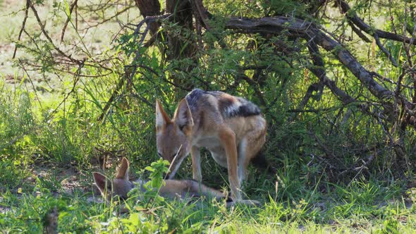 Mother jackal lays down next to her young pup in the shade of a tree in the Okavango Delta in Botswa