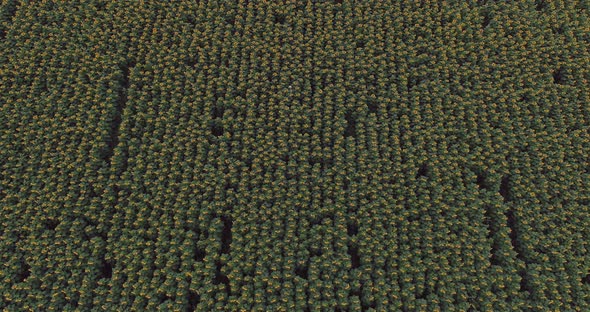 Limitless Field of Sunflowers Woman in a Slam Hat Walks Across the Field