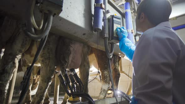 Modern cow milking parlor.