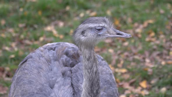 Ostrich emo