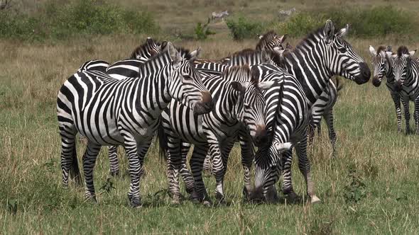 980432 Grant’s Zebra, equus burchelli boehmi, Herd through Savannah, Masai Mara Park in Kenya, slow