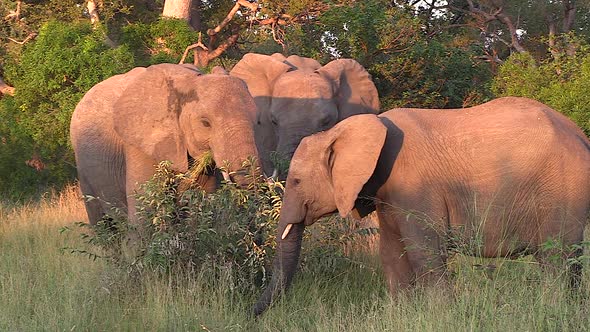 Elephants feed on grass and flap ears to cool down in evening sunlight