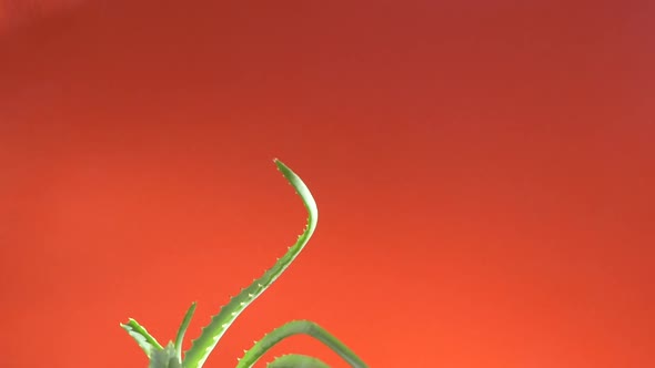 Close-up of aloe vera houseplant rotates on a bright orange background.