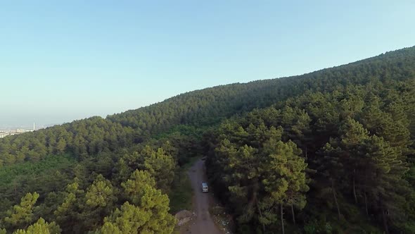 Aerial Pine Forest