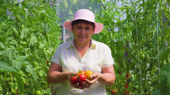 Smiling Mature Woman Holding Tomatoes and Looking at Camera in a Greenhouse Garden