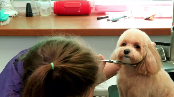 A Young Woman Hairdresser Cuts a Small Maltipoo Dog with Scissors in a Grooming Salon