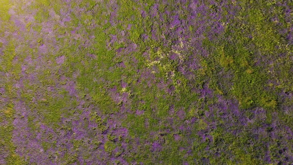 Green Grass and Purple Flowers Create an Abstraction From the Top