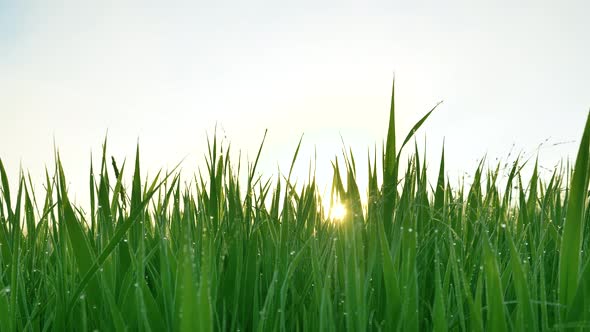 Long Green Stems of Grass with Dewdrops Against Sunrise