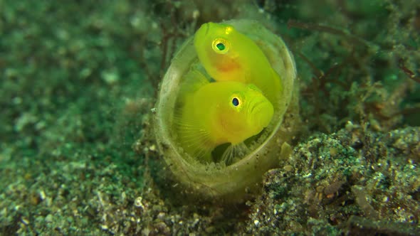 Two yellow clown goby sitting side by side in a tube anemone protecting their eggs