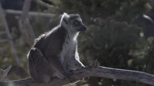 Lemur in zoo watching things go around