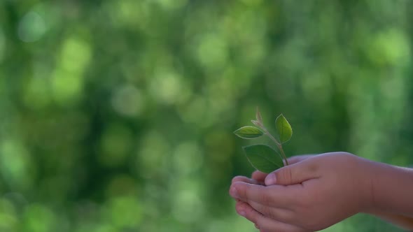 Child holding young green plant in hands