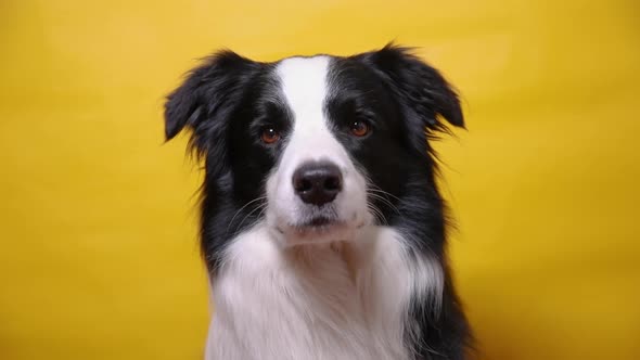 Funny Portrait of Cute Puppy Dog Border Collie Isolated on Yellow Colorful Background