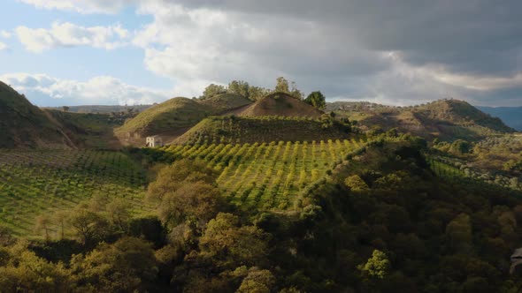 Bergamot plantation in Calabria