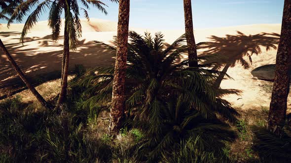 Palm Trees of Oasis in Desert Landscape