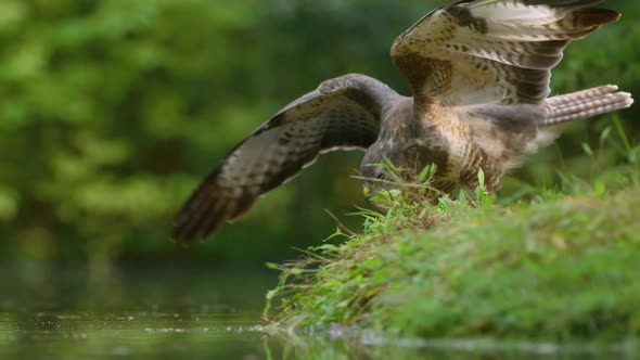 Low close static shot of a buzzard on the edge of a pond spread is wings and pounce into the water,