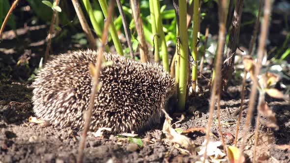 Hedgehog. Closeup. Outdoors