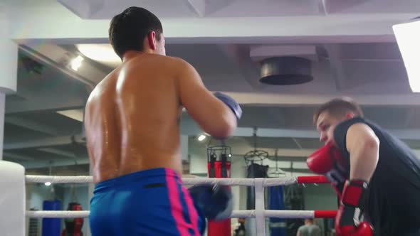 Box Training Indoors - Two Men Having an Aggressive Fight on the Boxing Ring - One of the Men