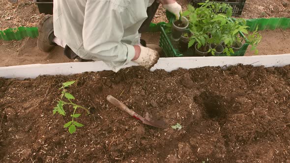 A Man in a Greenhouse Planting Young Seedlings of Tomatoes on a Bed with Humus