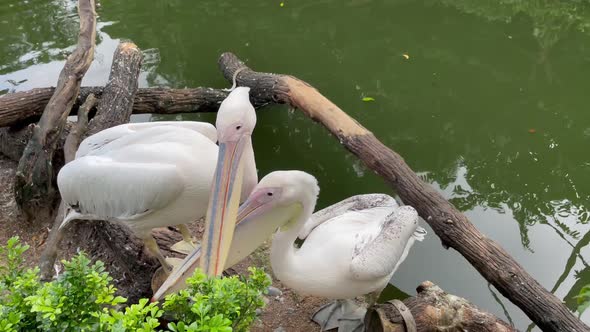 Two Pelicans near pond. Group of birds