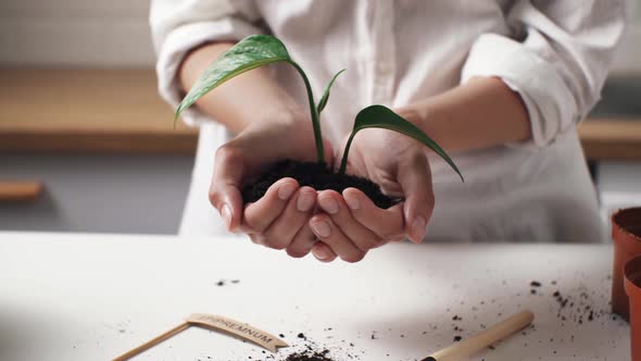 The Hands Of A White Young Girl Hold A Fresh Sprout With Soil On The Palms. Soil Sprout Is Held