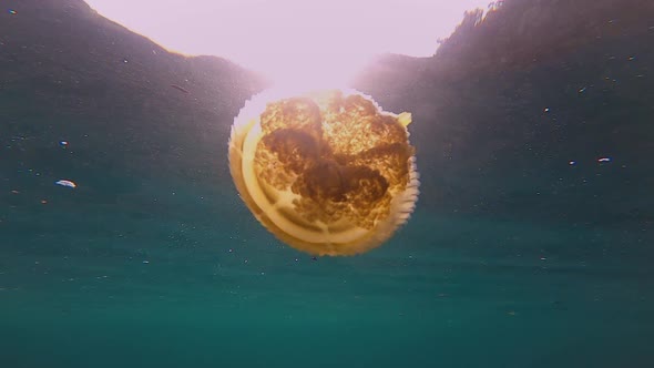 orange jellyfish filmed from below with the sun lighting it up