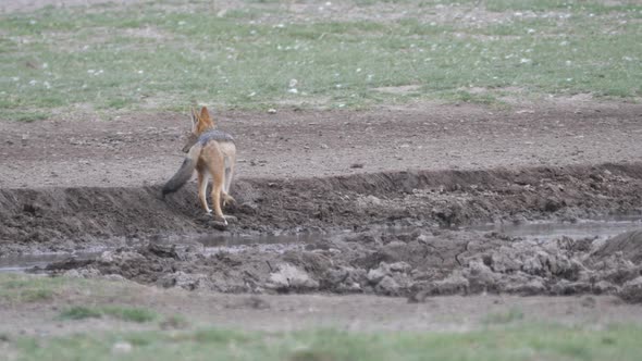 Black-backed jackal drinking from a waterhole