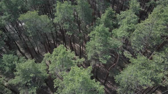 Green Pine Forest By Day Aerial View