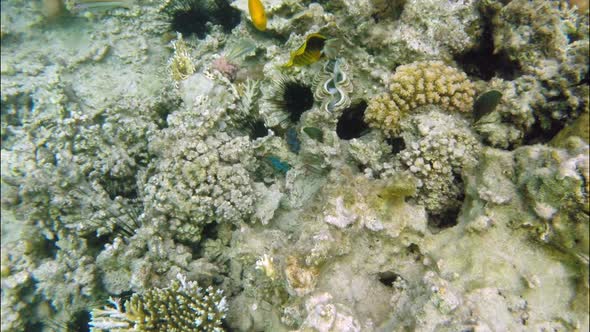 Corals Fish and Sea Urchins in the Red Sea  Egypt