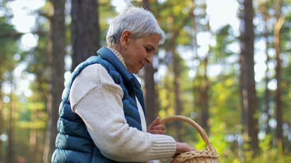 Senior Woman Picking Mushrooms in Autumn Forest