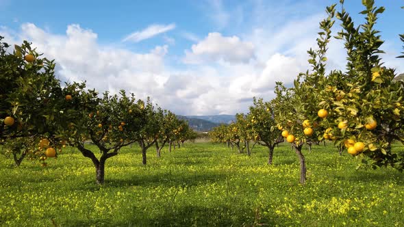 Field of young oranges in Italy