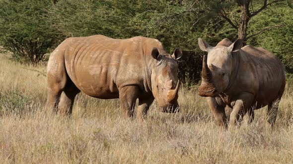 White Rhinos In Natural Habitat - South Africa