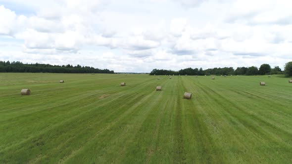 Big hay bale rolls on a green field