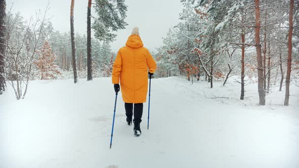 Elderly Woman Practicing Nordic Walking In Forest. Sticks Walking On Winter Wood. Sport Activities.