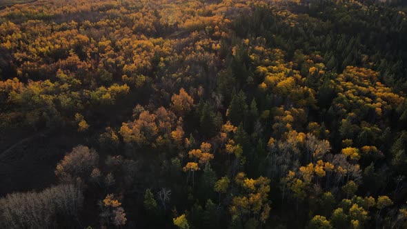 4K footage of North American forest during fall season by drone aerial view from above. Concepts of
