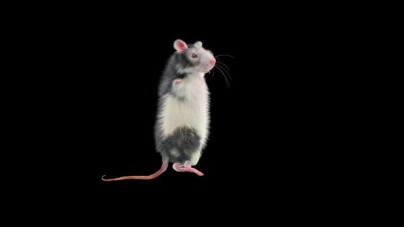 Rat Dancing Hd