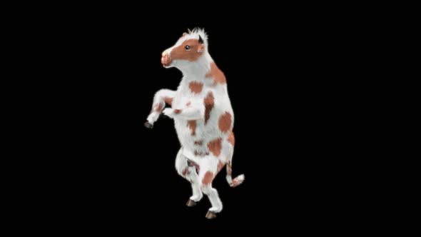 Cow Dance HD